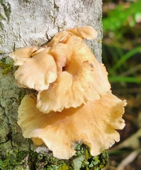 Phyllotopsis nidulans