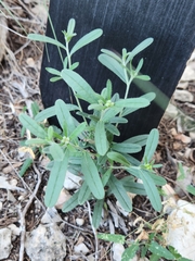 Buglossoides arvensis