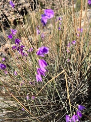 Heliophila juncea