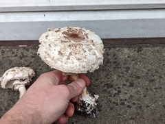 Chlorophyllum brunneum
