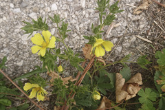 Potentilla recta