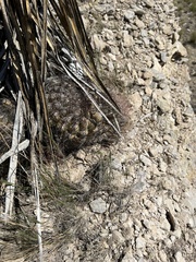 Hamatocactus hamatacanthus hamatacanthus