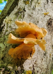 Phyllotopsis nidulans