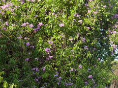 Bignonieae