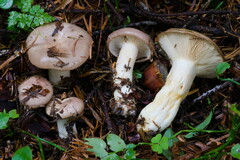 Lactarius albocarneus