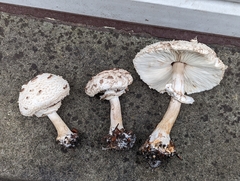 Chlorophyllum brunneum