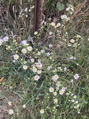 Symphyotrichum pilosum
