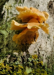 Phyllotopsis nidulans