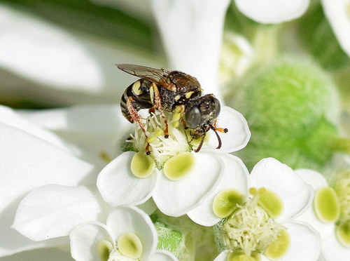 Representative image of Oxybelus haemorrhoidalis