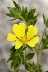 Potentilla recta