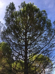 Pinus pinea