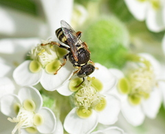 Oxybelus haemorrhoidalis