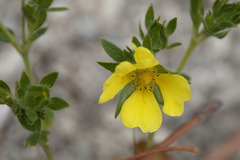 Potentilla recta