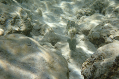 Sphoeroides spengleri