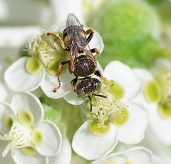 Oxybelus haemorrhoidalis