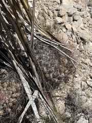 Hamatocactus hamatacanthus hamatacanthus