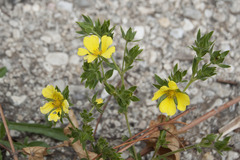 Potentilla recta