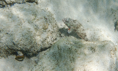 Sparisoma
