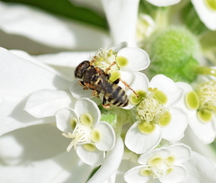 Oxybelus haemorrhoidalis