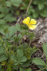 Potentilla recta