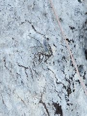 Pardosa mercurialis