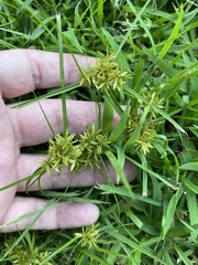 Cyperus polystachyos