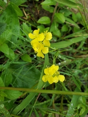 Erysimum cheiranthoides