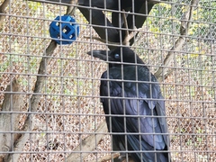 Corvus corax principalis