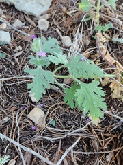 Glandularia tumidula