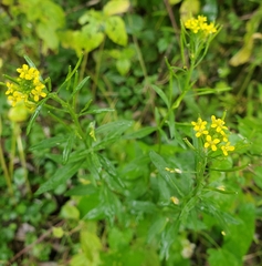 Erysimum cheiranthoides