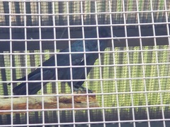 Corvus corax principalis