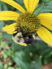 Bombus flavidus