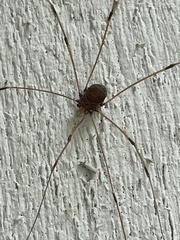 Leiobunum