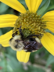 Bombus flavidus