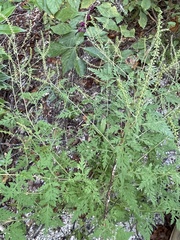 Ambrosia artemisiifolia