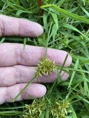 Cyperus polystachyos