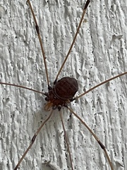 Leiobunum