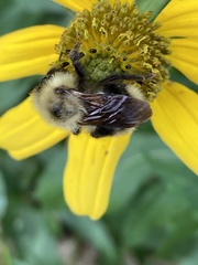 Bombus flavidus