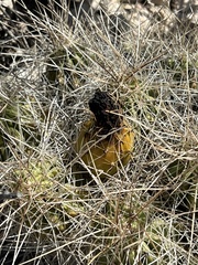 Echinocereus stramineus