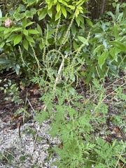 Ambrosia artemisiifolia