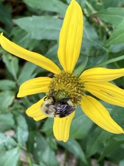 Bombus flavidus