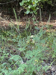 Ambrosia artemisiifolia