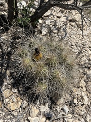 Echinocereus stramineus
