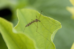 Limoniidae