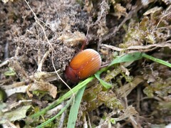 Maladera holosericea