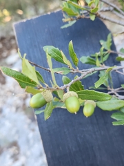 Quercus vaseyana
