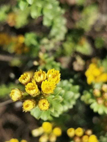 Image of Oedera squarrosa by (c) Barbara le Roux, some rights reserved (CC BY-SA)