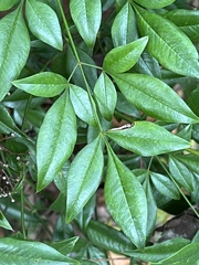 Nandina domestica