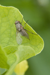 Muscoidea