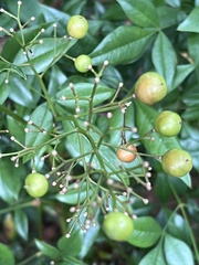 Nandina domestica